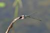 Chalcolestes viridis
